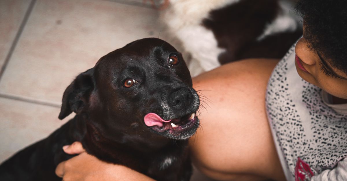 A joyful moment with a black dog being petted by a person indoors.